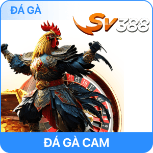 ảnh đá gà RR88