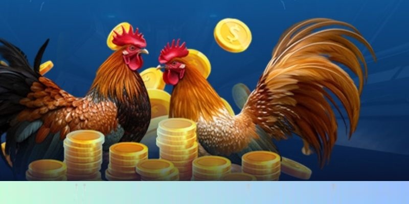 Ưu điểm nổi bật tạo nên sức hút tại đá gà RR88